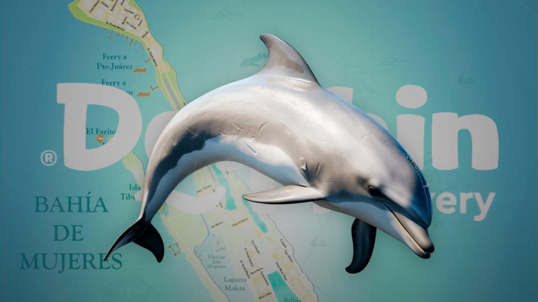 Piden a Semarnat trasladar delfines enfermos de Dolphin Discovery a Isla Mujeres