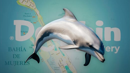 Piden a Semarnat trasladar delfines enfermos de Dolphin Discovery a Isla Mujeres