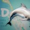 Piden a Semarnat trasladar delfines enfermos de Dolphin Discovery a Isla Mujeres