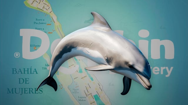 Piden el traslado de los delfines de Dolphin Discovery a Isla Mujeres