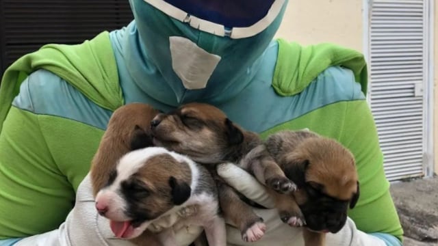 Zadrigman, el superhéroe que rescata perritos callejeros