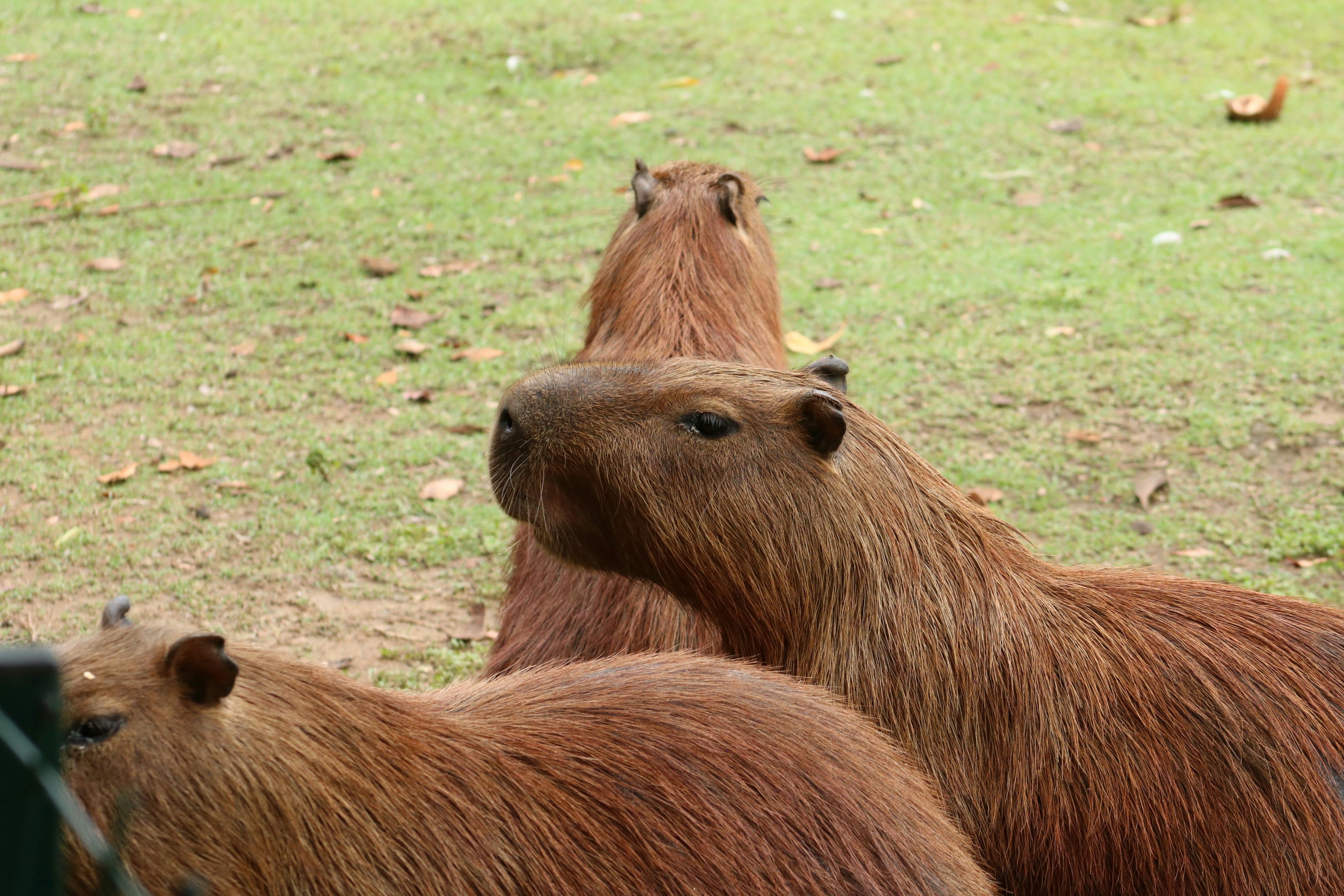 ¿Dónde ver capibaras en CDMX?