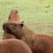 ¿Dónde puedo ver capibaras en México? 3 lugares en la CDMX que puedes visitar