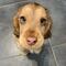 Conoce a Winnie, la perrita que ha enternecido con su mirada a todo Internet