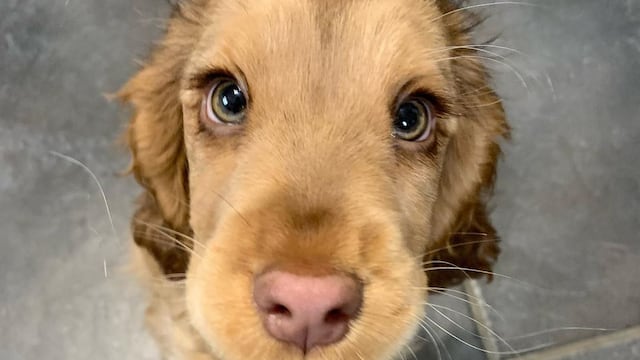 Winnie posee una mirada sumamente tierna