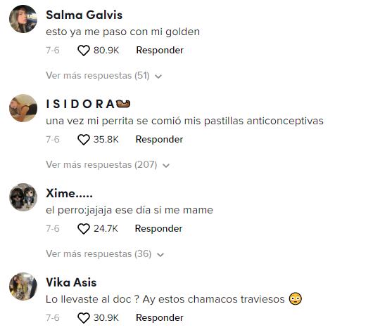 Reacciones al perrito que se comió pastillas para dormir