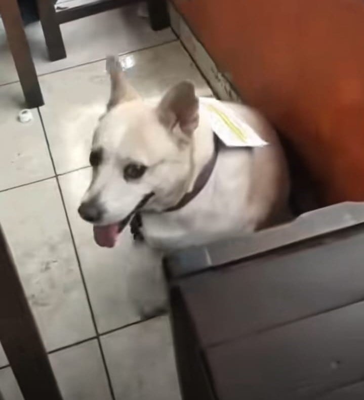 Perrita que lleva letrero para que no finja ser callejera
