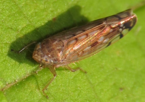Alerta en Estados Unidos: plaga detectada en cargamento agrícola en frontera con México