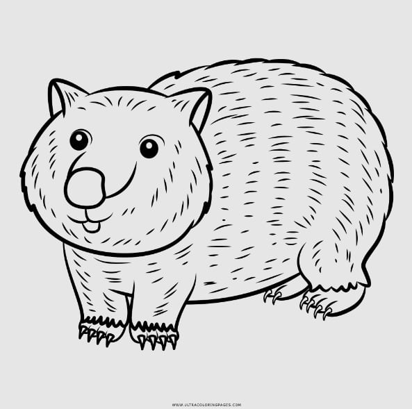 Dibujo Wombat Día Internacional del Wombat