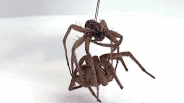 ¿Necrorobots? Cadáveres de arañas son convertidos en robots