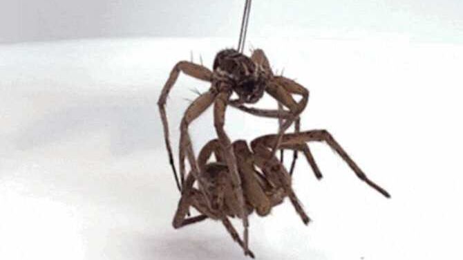 ¿Necrorobots? Cadáveres de arañas son convertidos en robots