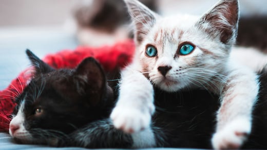 Día Internacional del Gato: 6 razas más raras de gatos en el mundo