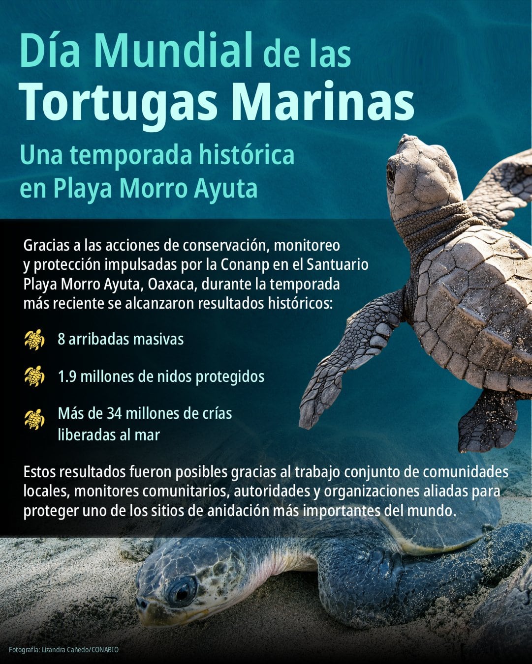 Tortuga golfina registra récord de desove en santuario de playa Morro Ayuta, Oaxaca