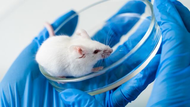 Ratón de laboratorio