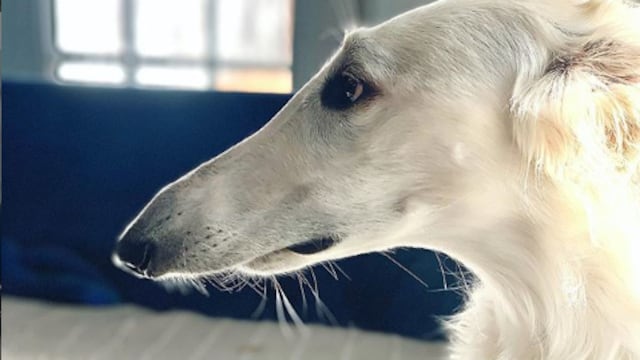 Eris tiene el hocico más largo del mundo, según usuarios de redes sociales.