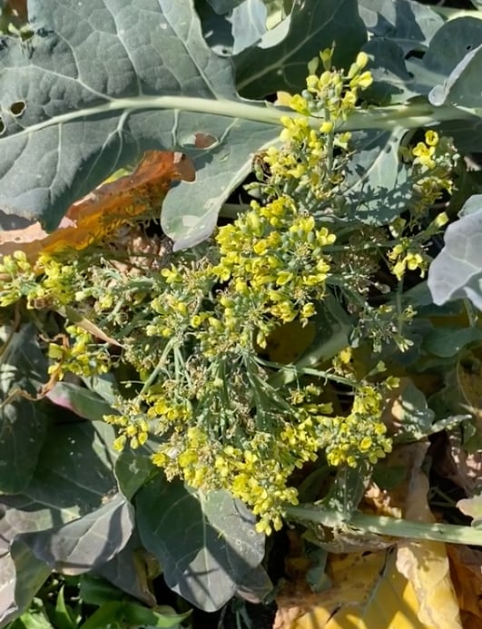 ¿El brócoli florecido es apto para consumo?