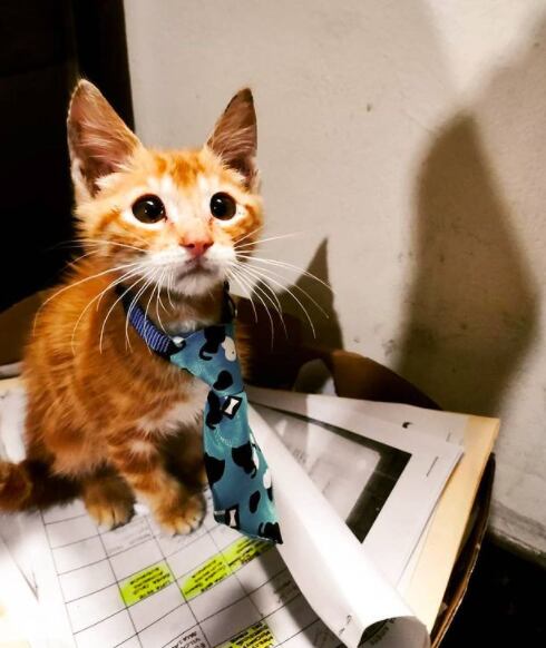 Simba, el gatito rescatado que es "abogado"