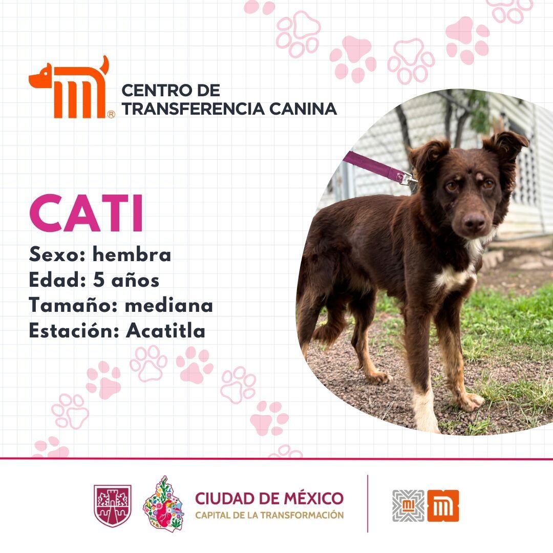 Metro CDMX: Perritos rescatados