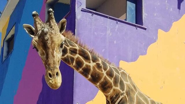 La jirafa Modesto muere a los 23 años; piden renombrar un bulevar en su honor