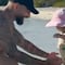 Maluma anda en las nubes ahora que su pequeña hija aprendió a caminar (VIDEO)