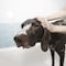 ¿Cada cuándo se baña un perro? Esto recomiendan los expertos