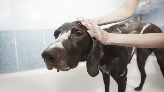 ¿Cada cuándo se baña un perro?