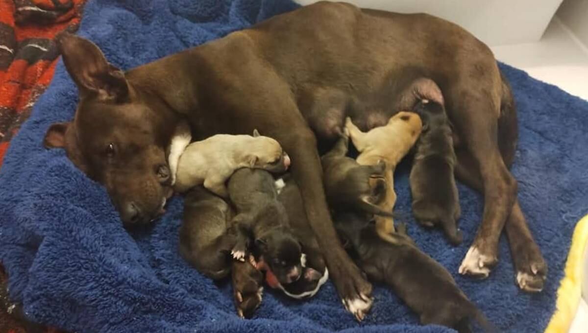 Chispita ya dio a luz