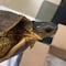 Viaja con una tortuga viva en el aeropuerto; se la quita la Guardia Nacional