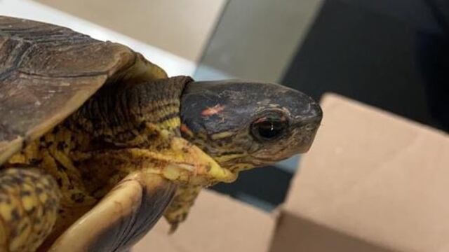 Tortuga terrestre en aeropuerto de Mérida
