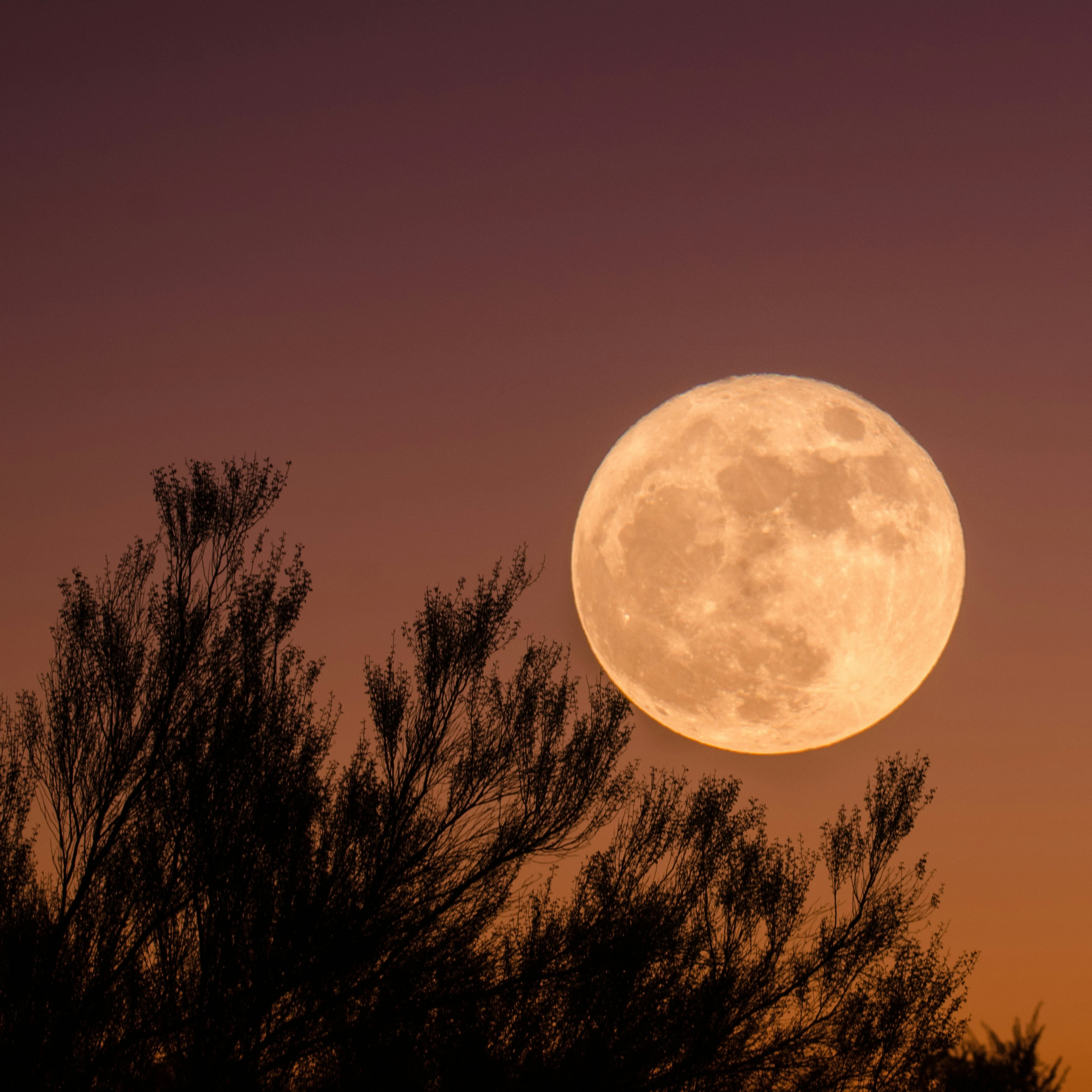¿Cuándo ver la Luna de Ciervo 2026 en México? Fecha y hora