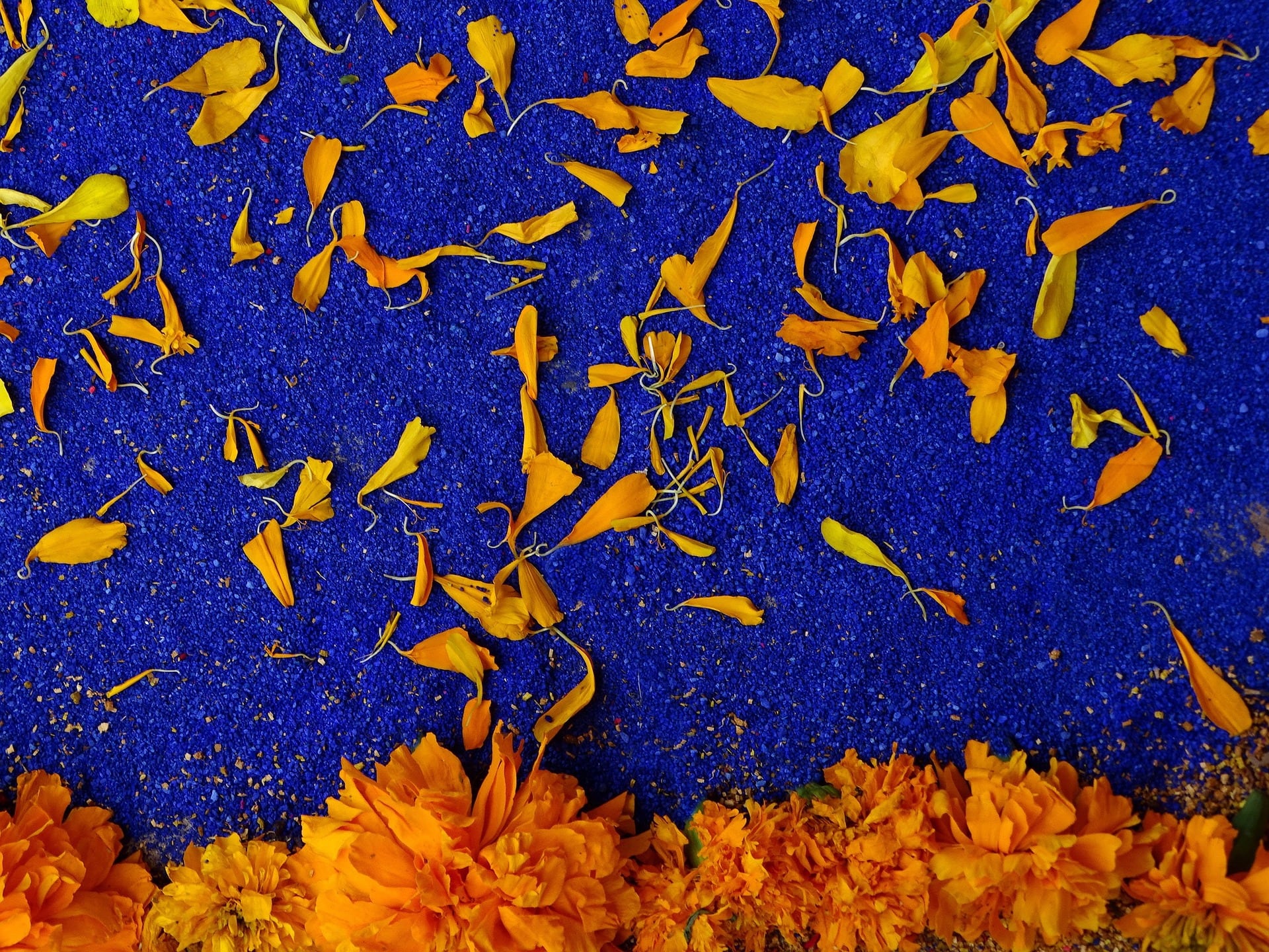 Pétalos de flores de cempasúchil
