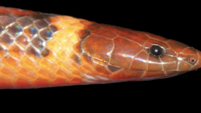 Phalotris shawnella, una nueva especie de serpiente descubierta en Paraguay