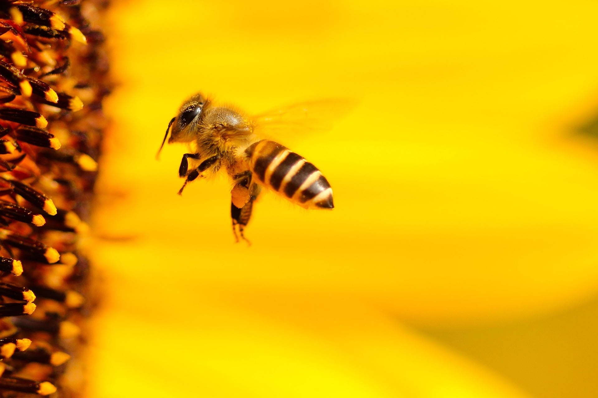 Abeja