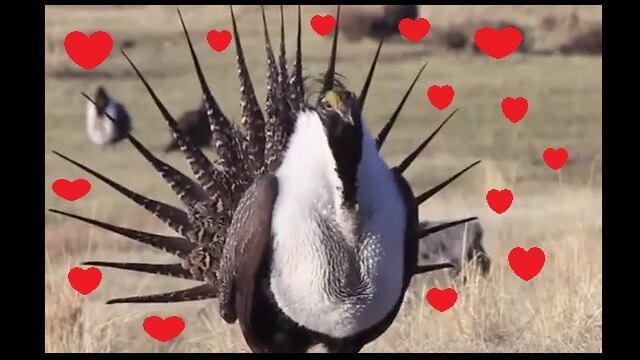 Conoce los sonidos de apareamiento en animales en peligro de extinción.