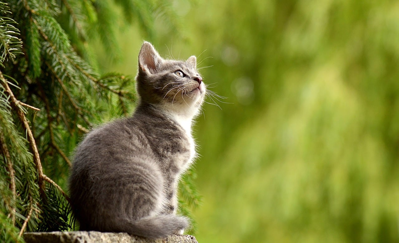 Gato