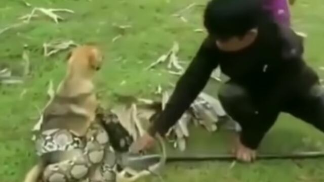 Serpiente atrapa a un perro.