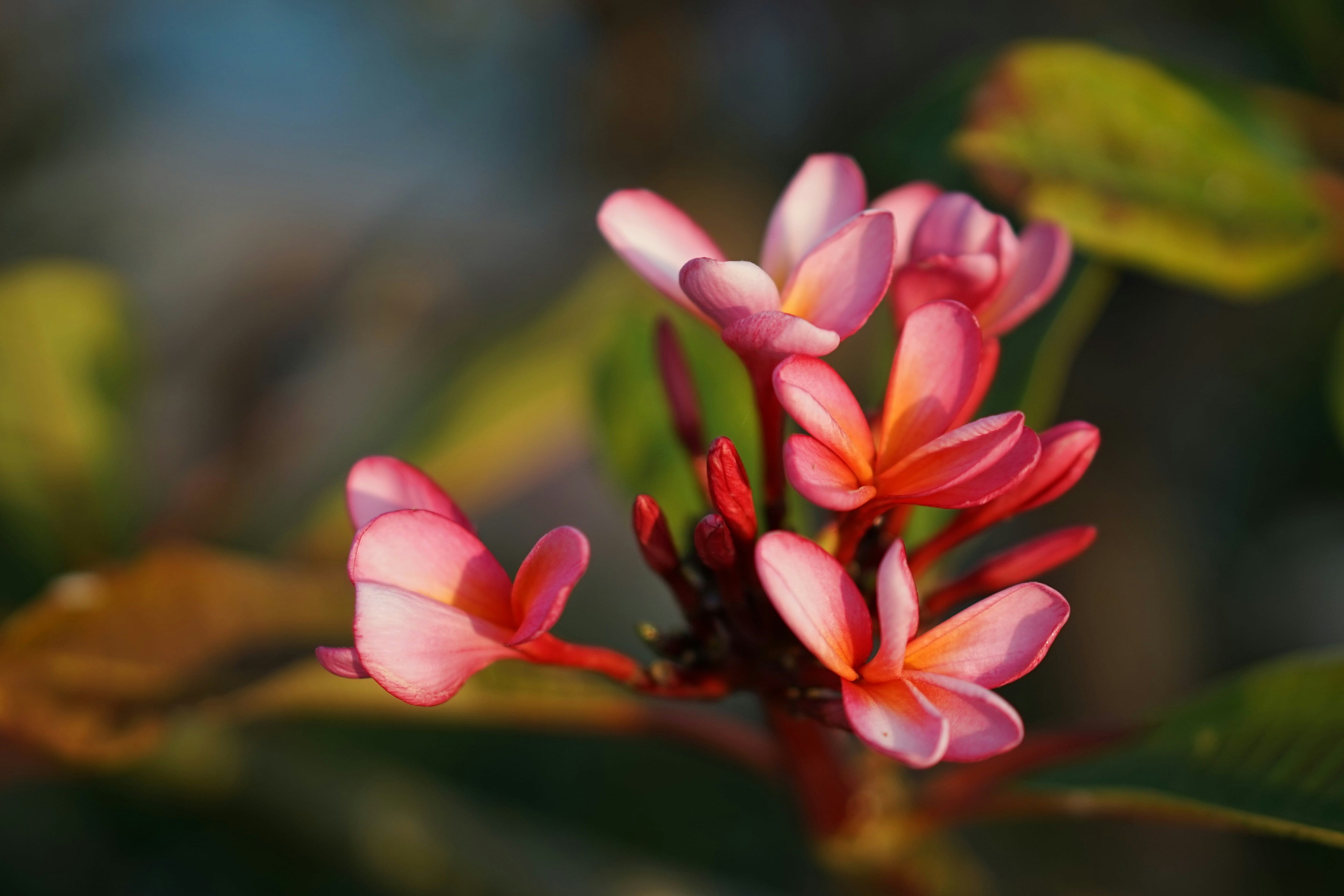Flor de mayo o Plumeria Rubra