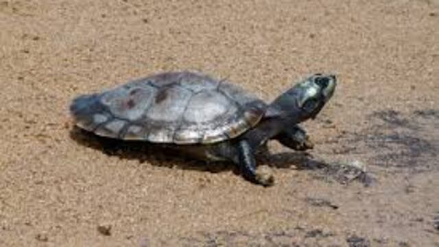 La vacuna de tortuga funciona