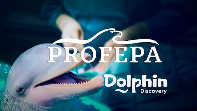 Profepa pide a Dolphin Discovery realizar necropsia para determinar causa de muerte de Mincho