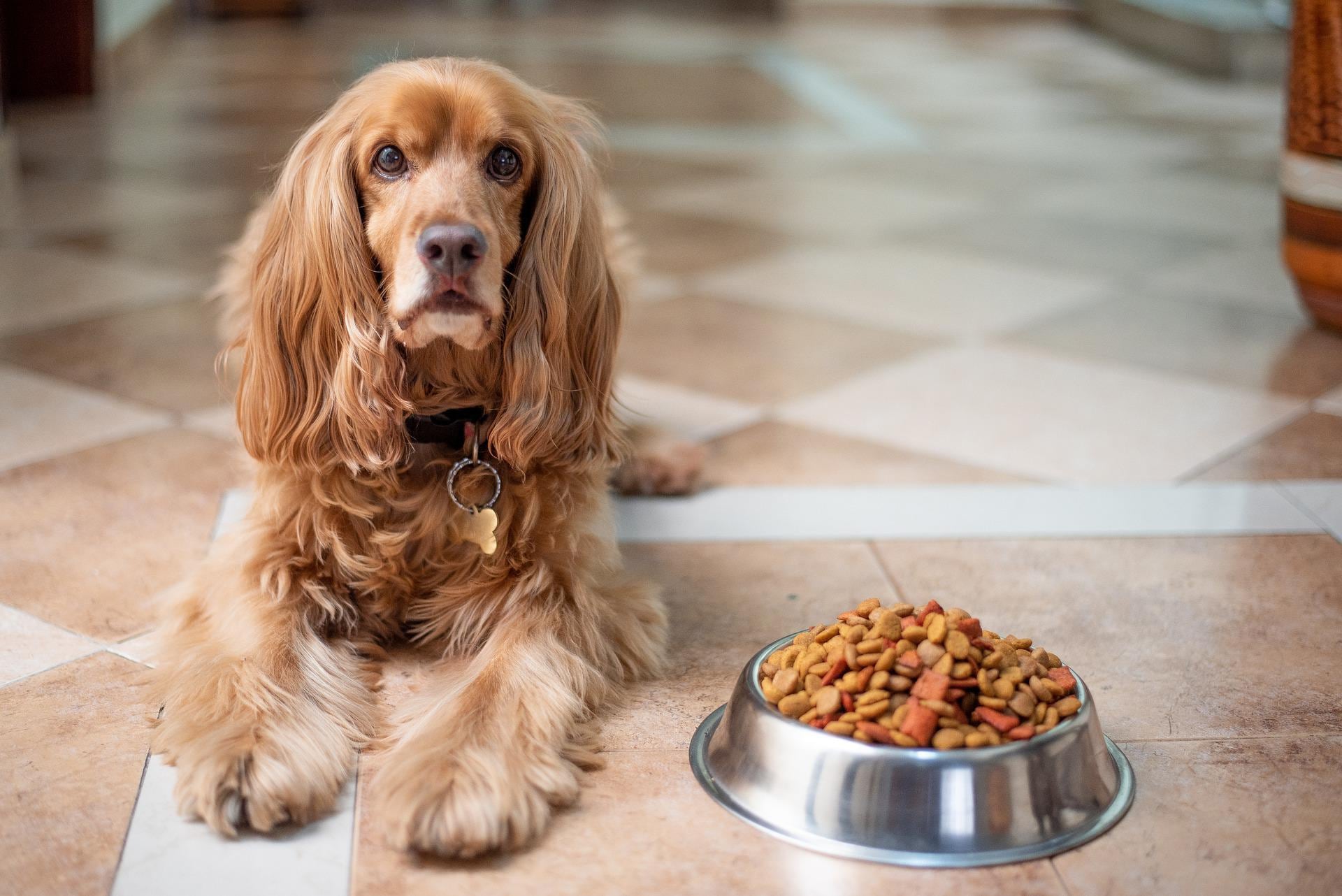 Perro con plato de croquetas
