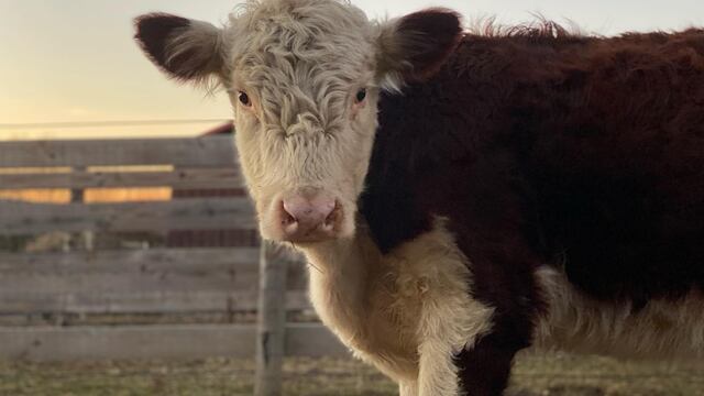 Vaca huye del matadero