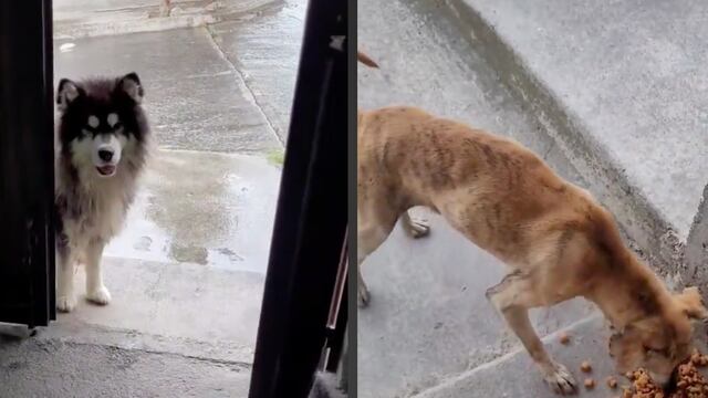 Perrito lleva a su amigos a pedir comida