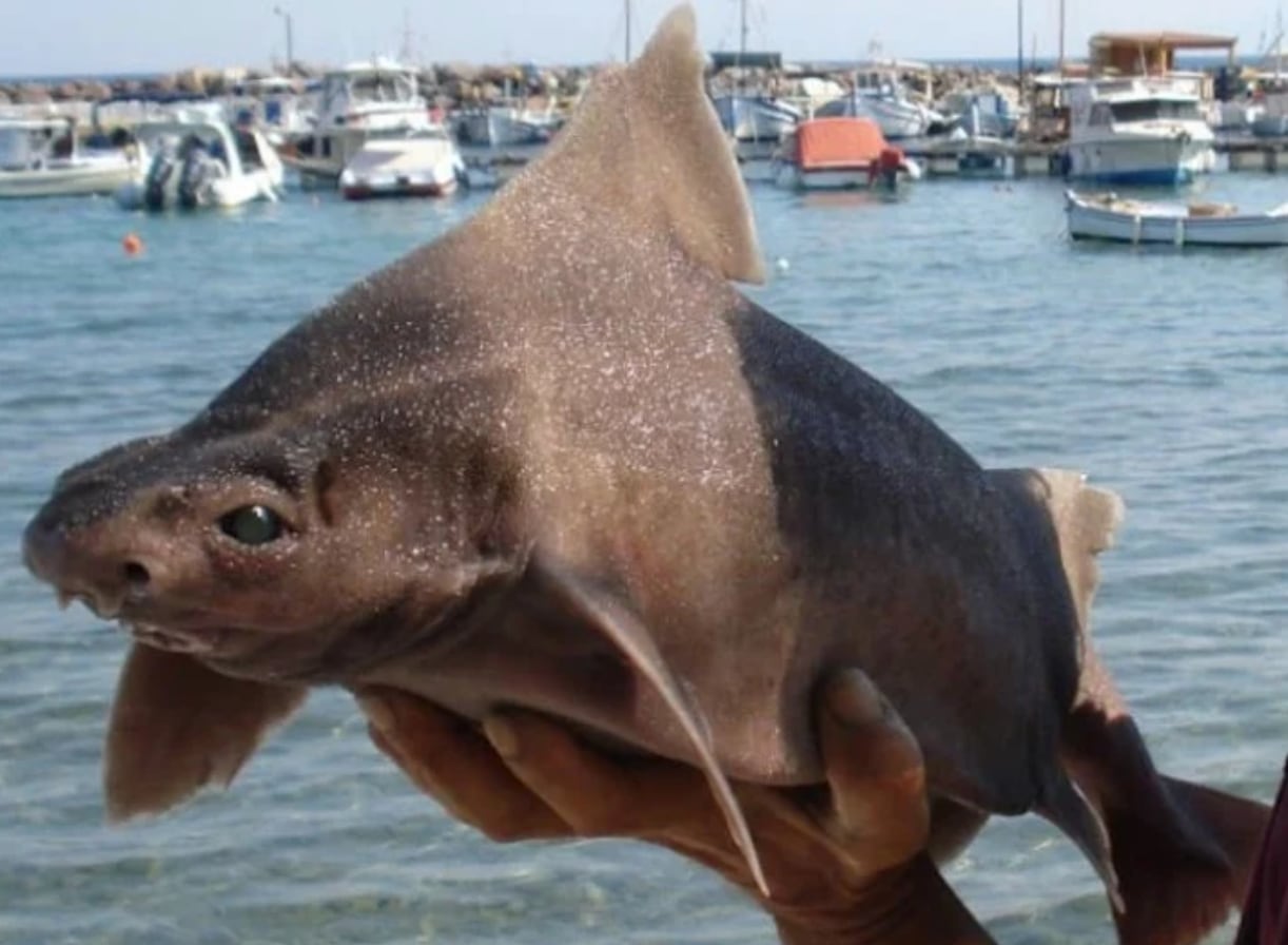 Tiburón cara de cerdo