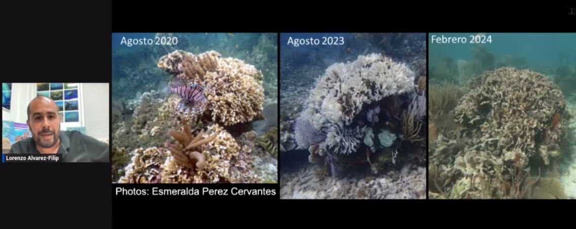 Arrecifes de México, en riesgo por la ola de calor