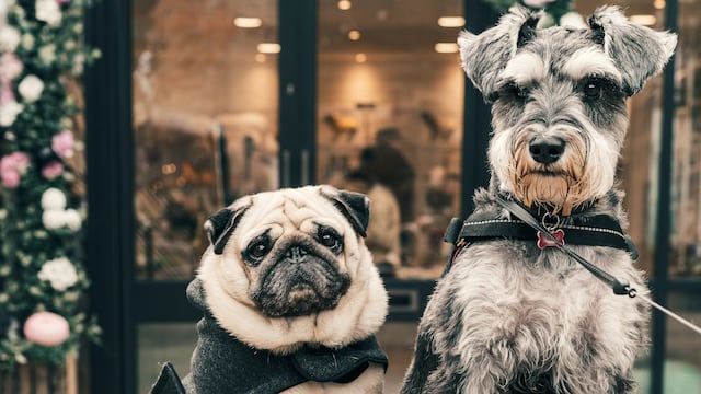 Razas de perros más longevas