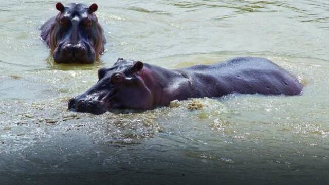 Hipopótamos