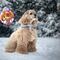 ¿Cómo cuidar y alimentar a un perro Cocker Spaniel? 6 tips si tienes a una Skye cachorra como la de Paw Patrol