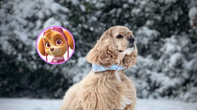 Estos son los cuidados para un Cocker Spaniel como Skye de Paw Patrol