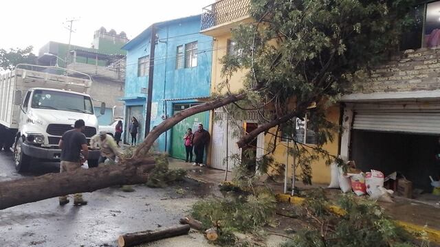 Caída de árbol CDMX