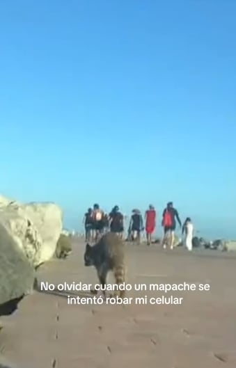 Mapache casi le roba el celular